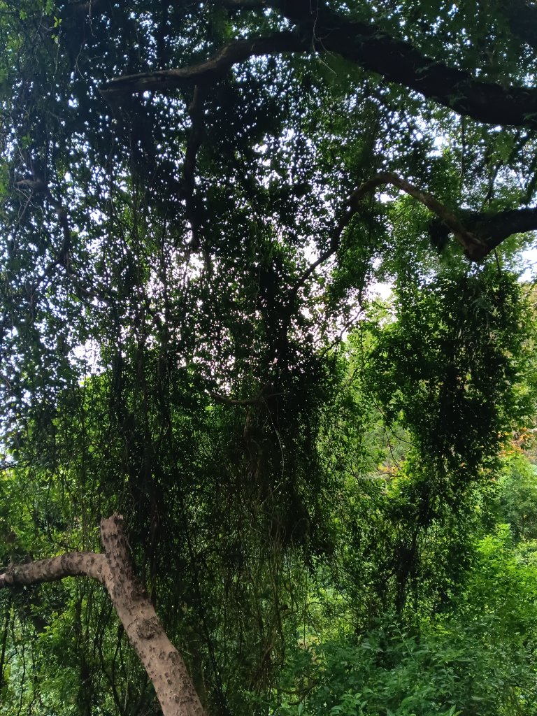 微笑山線和美山螢火蟲段_2986193