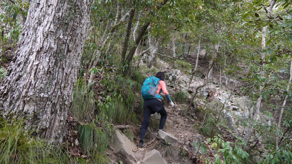 虎山登山健行趣(中級山)_1516900