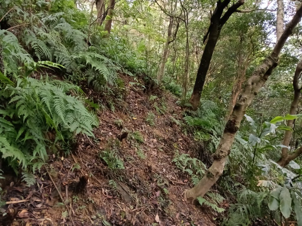 雙溪區聖南寺朝山古道+大竹林山(未果)_2963603