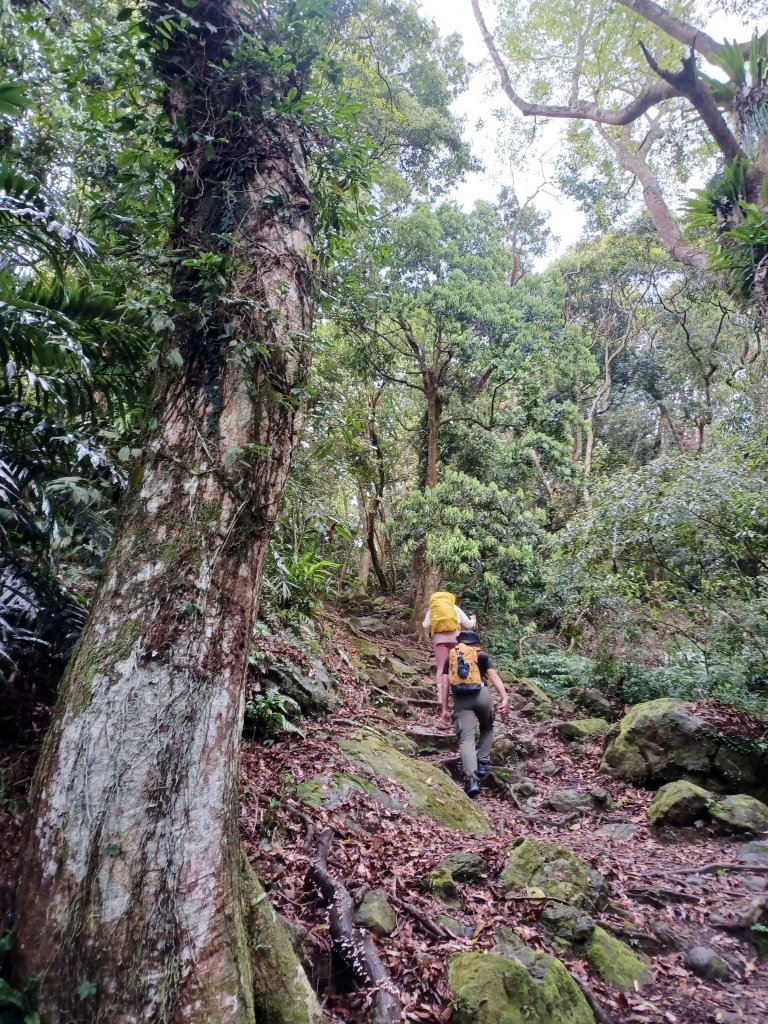 【苗栗大湖】山頂展望佳等到雲海。 馬那邦山登山步道_2806790