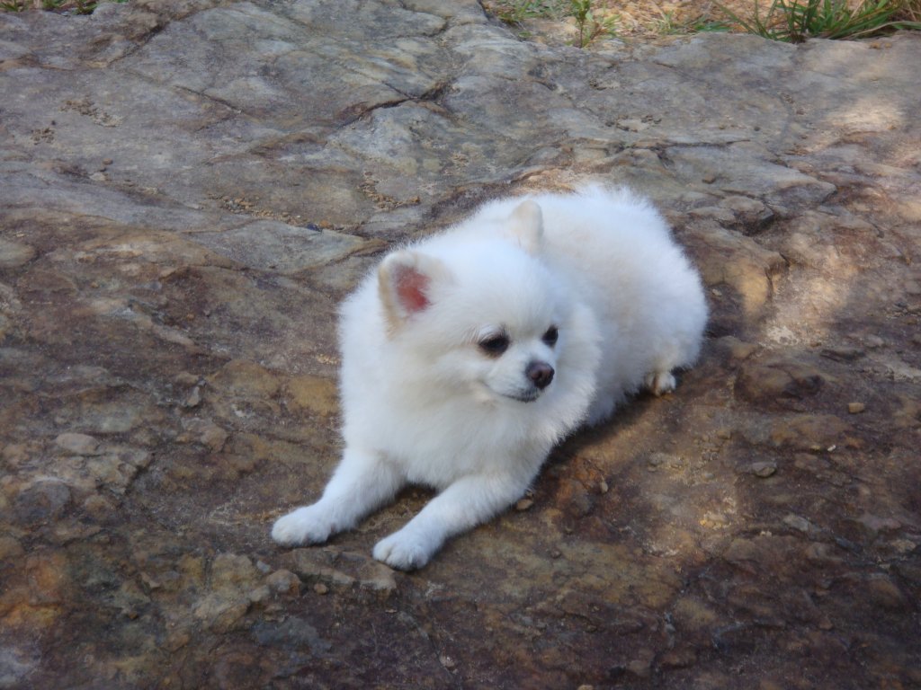 軍艦岩、丹鳳山親山步道_1809265