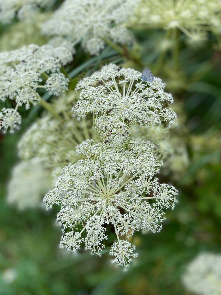 小觀音山大Ｏ_1002707