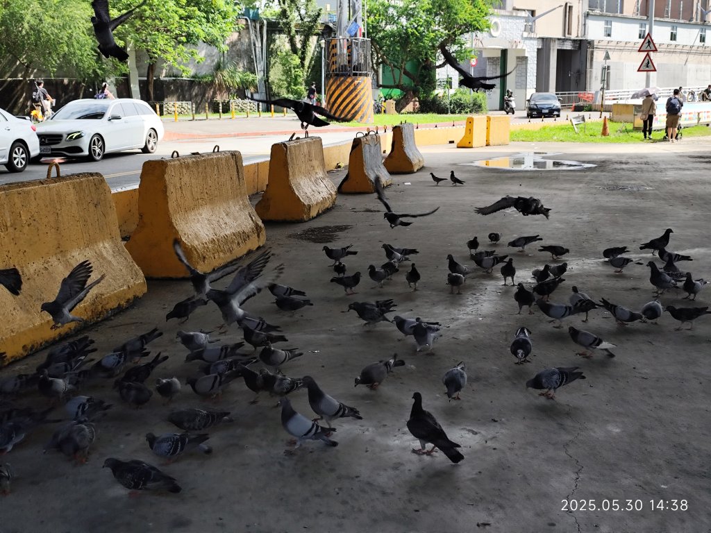 大佳、迎風、觀山河濱公園 (基隆河右岸、左岸)_2800085
