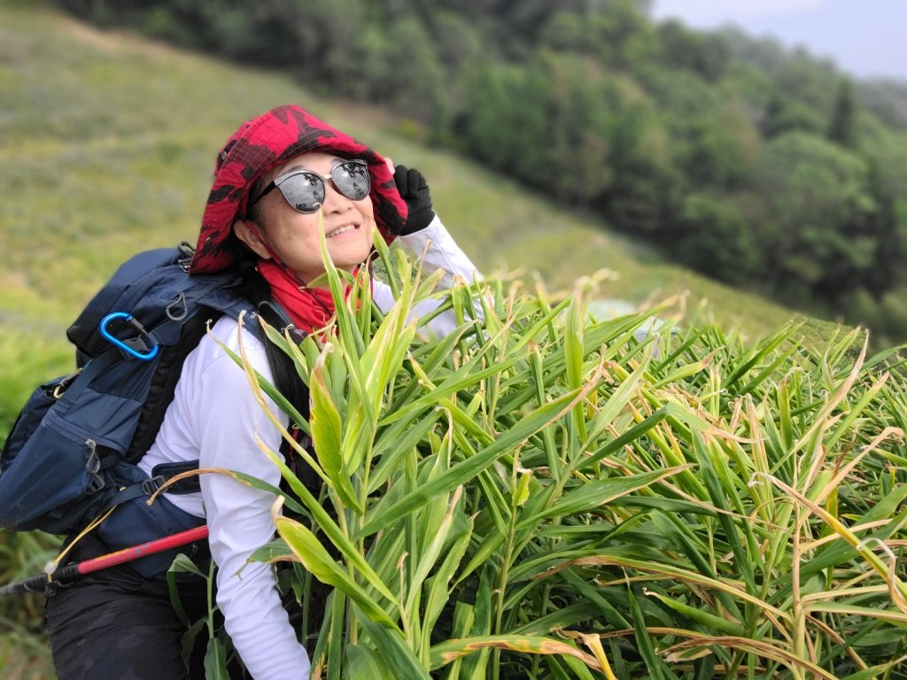 小百岳關刀山889m+銅鑼杭菊_1924018