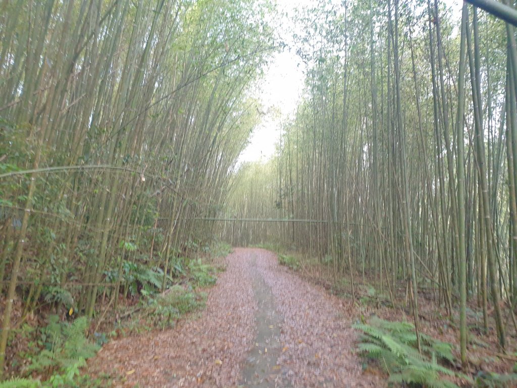 待矢負山O型_1655793