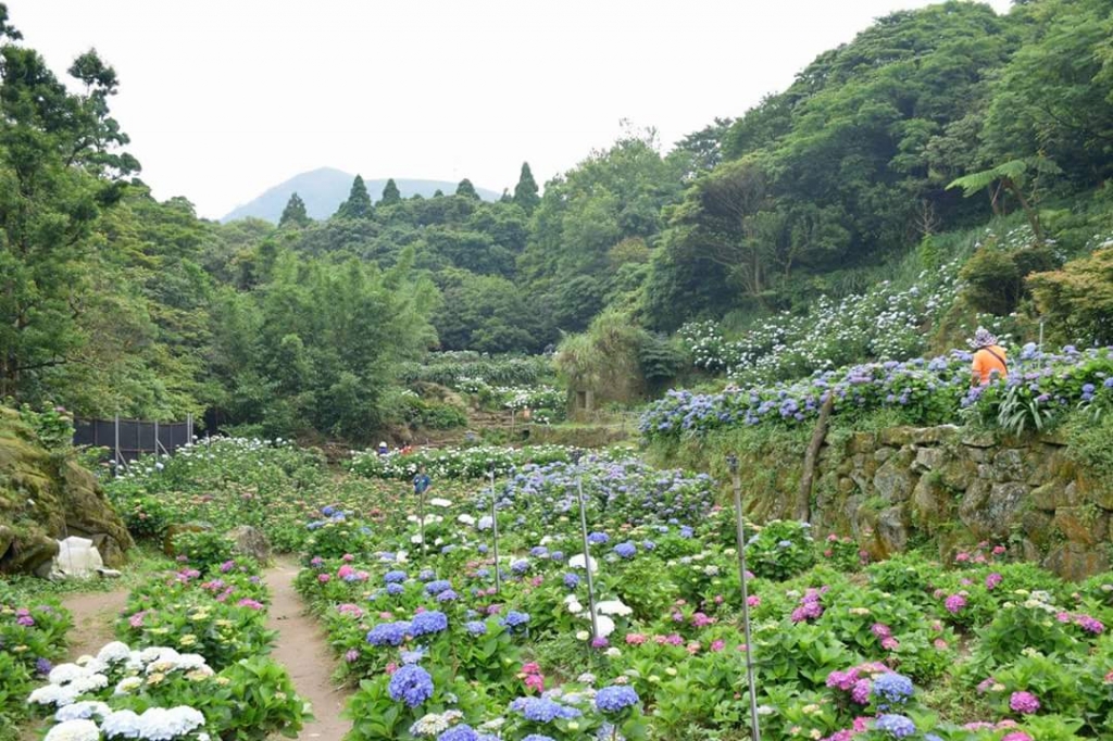 爆滿的繡球花~水車寮繡球花_51794
