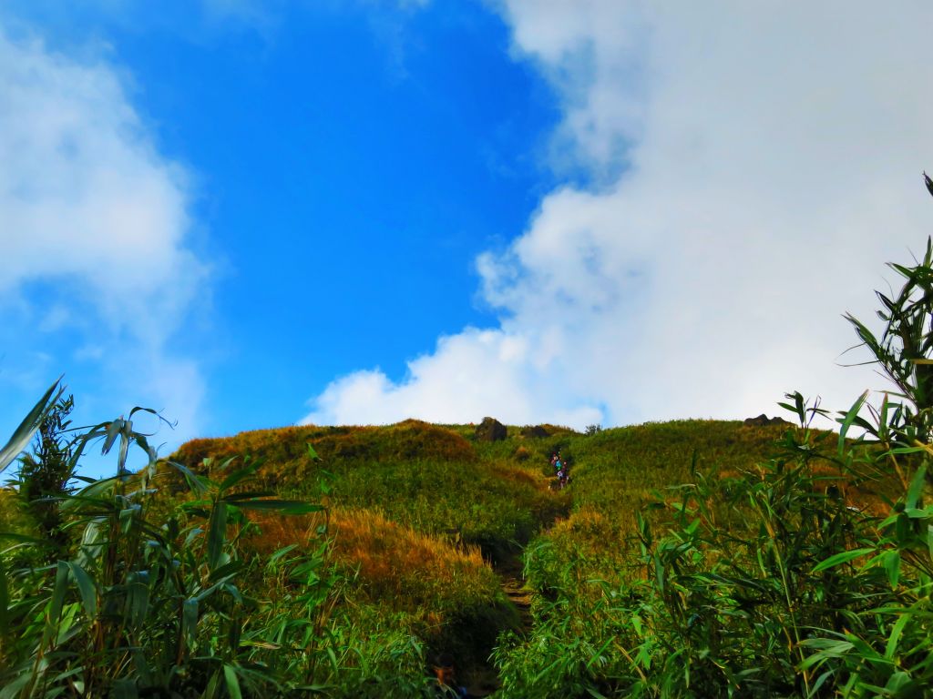 芒花如雪  漫遊草山_223085