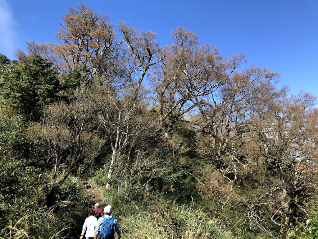 太平山_臺灣山毛櫸國家步道20201118_1968028