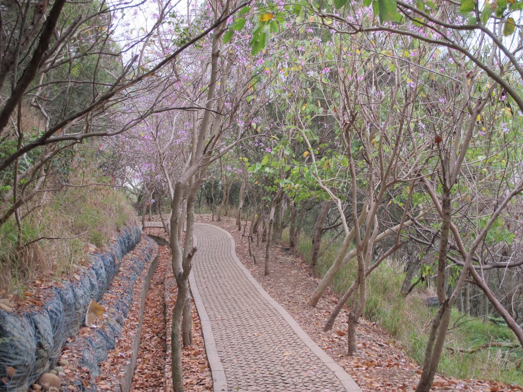 2020-03-06 大肚萬里長城步道_868657