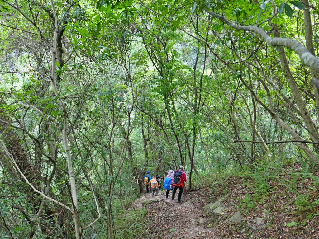 登碧綠神木旁焦土山及加碼綠水文山步道  _375992