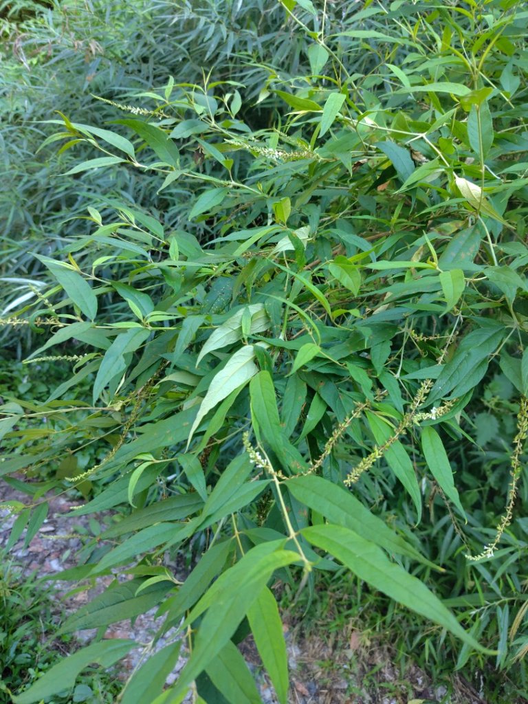 守關山南峰 守關山 守城大山_2919099