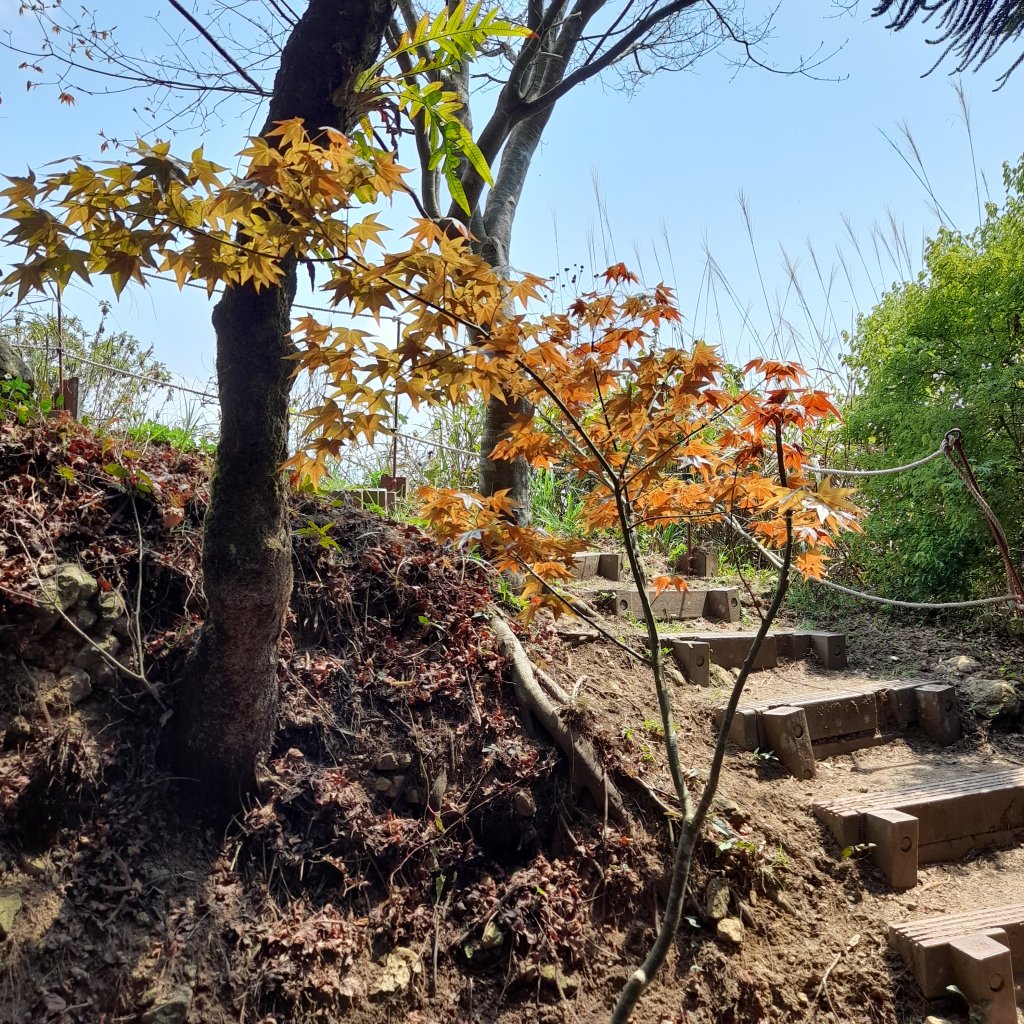 小百岳No.37⛰馬那邦山_2440811