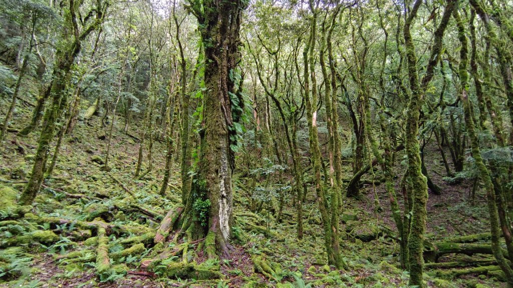 111-7-4八仙山頂恐龍現身_1754381