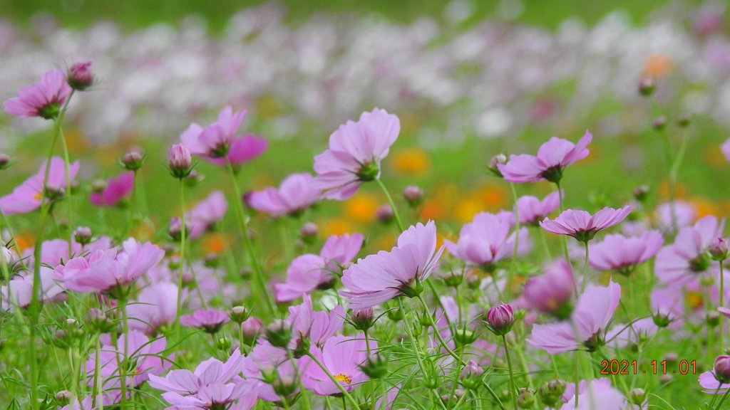 追花是簡單的快樂，賞花是恬淡的幸福。_1500765