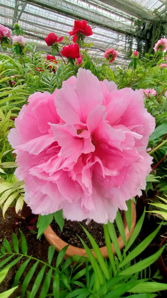 杉林溪一日遊_1661429