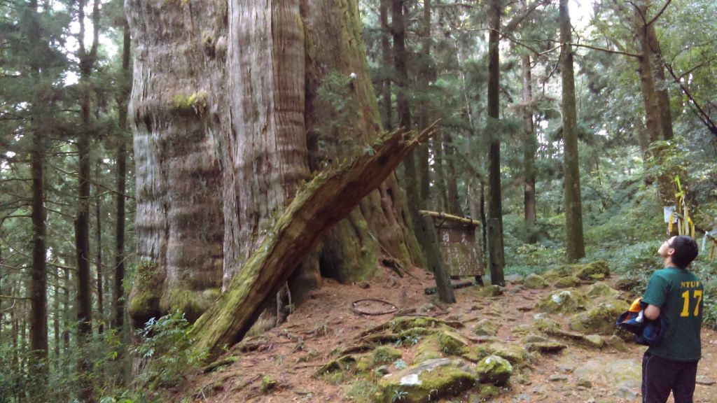 2018.01 水樣森林+鹿屈山+眠月神木_269525