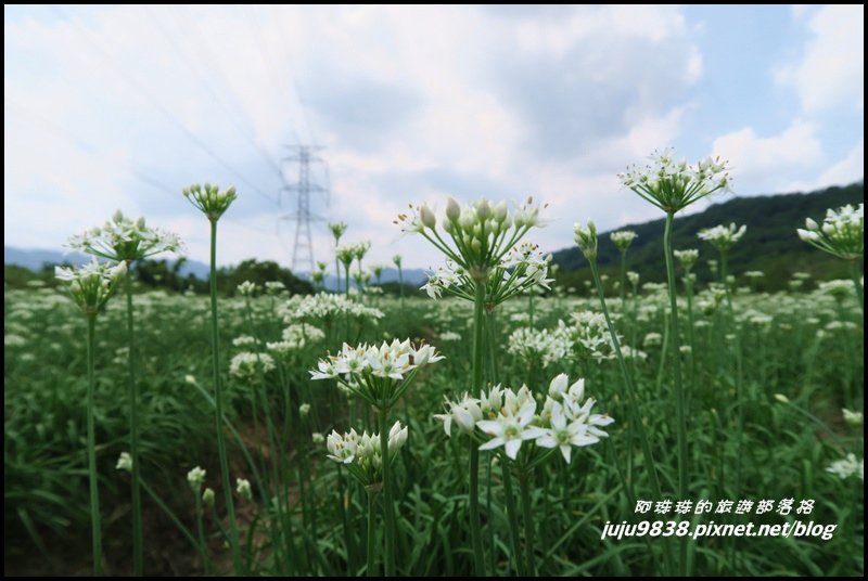 大溪左岸自行車道｜中新里韭菜花海超浪漫｜_1101557