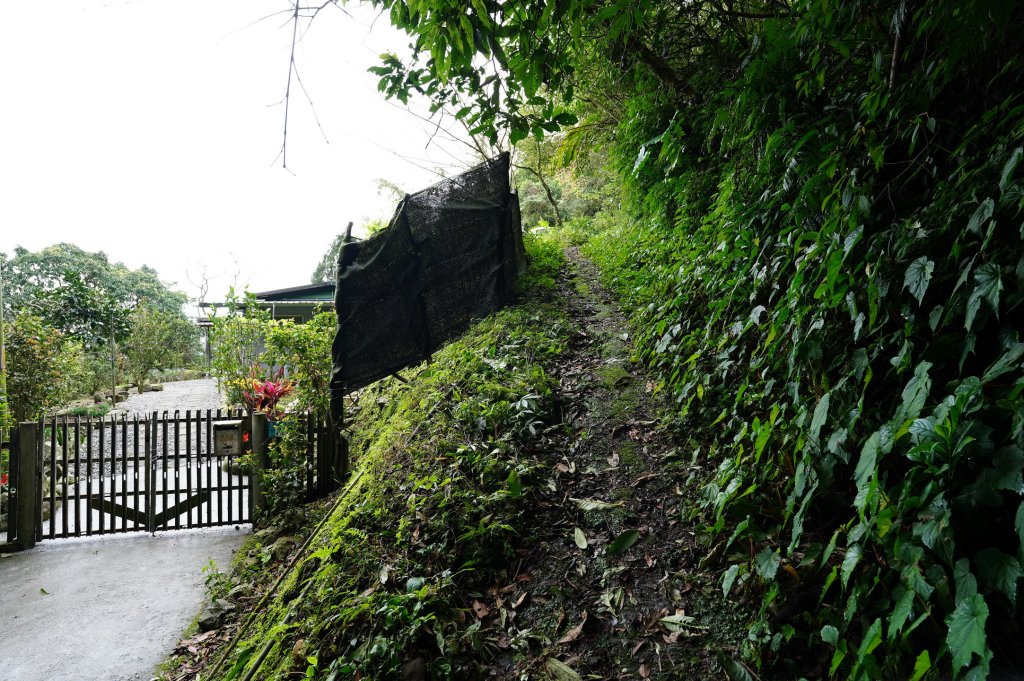 新北 烏來 大桶山、火燒樟山_2728769