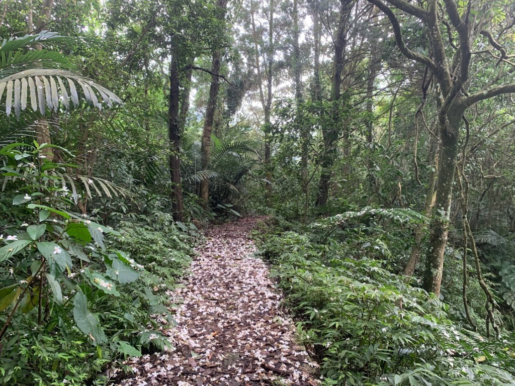 大崎棟古道、騎龍古道_2772295