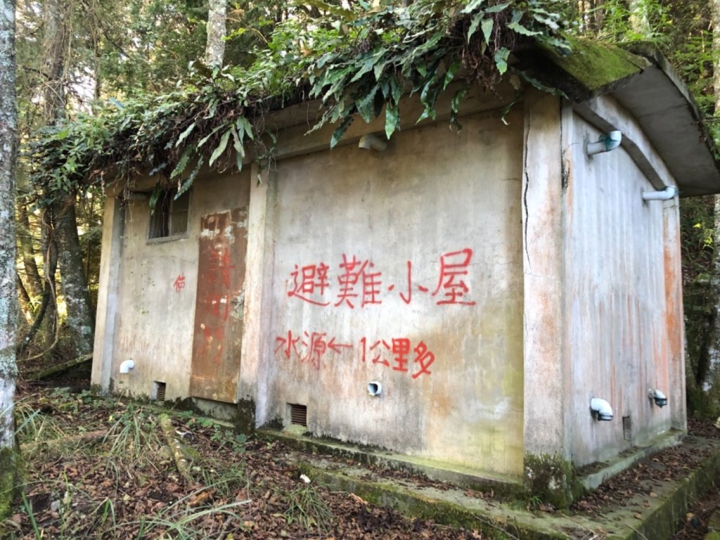 雪山西稜+大安溪神木_553251