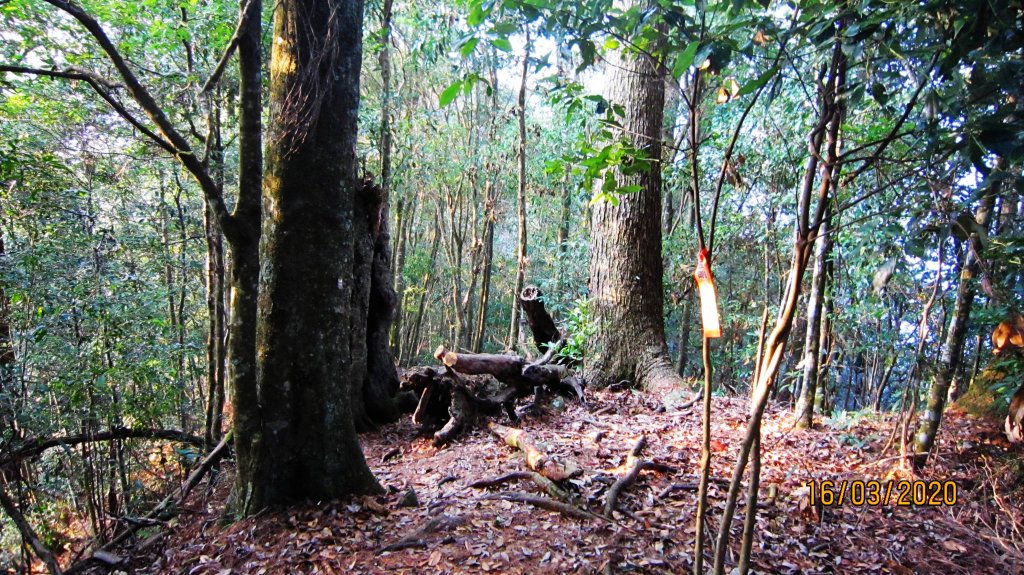 八仙山+佳保台山 ~ 挑戰雄關 辛辣凝香_918503