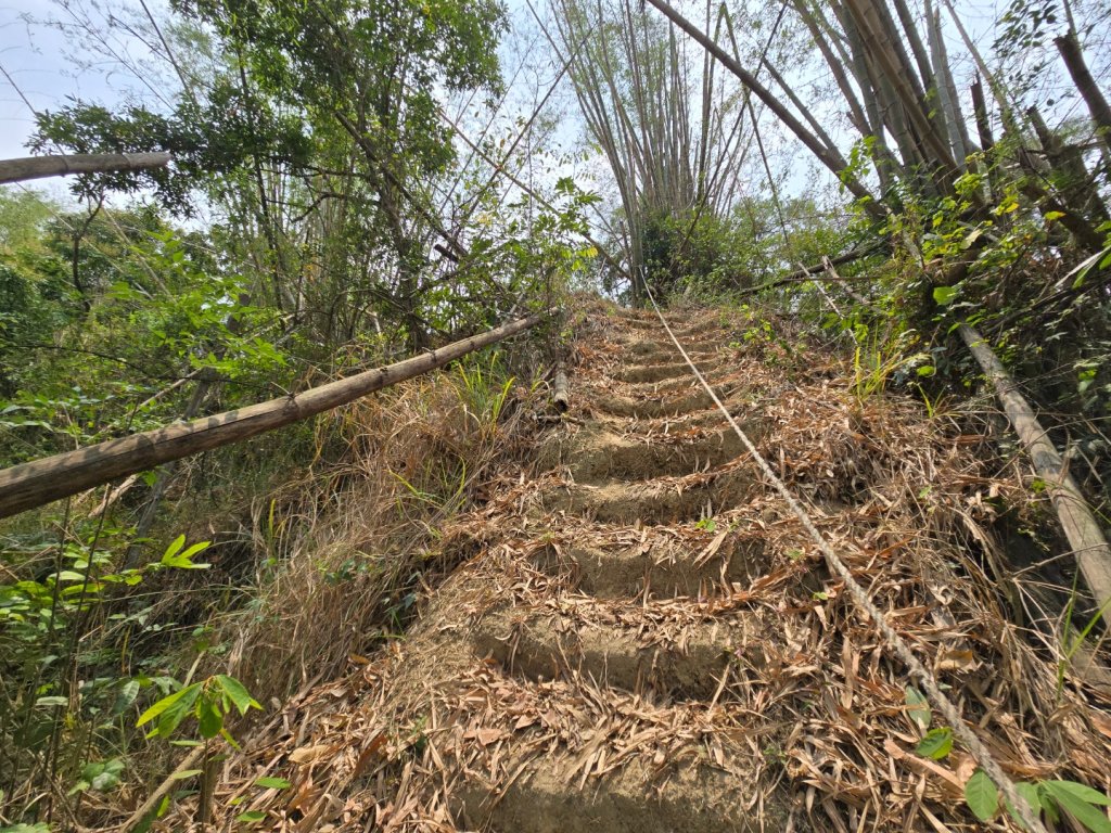 2025-04-07 左鎮後坑古道（牛港嶺）_2757665