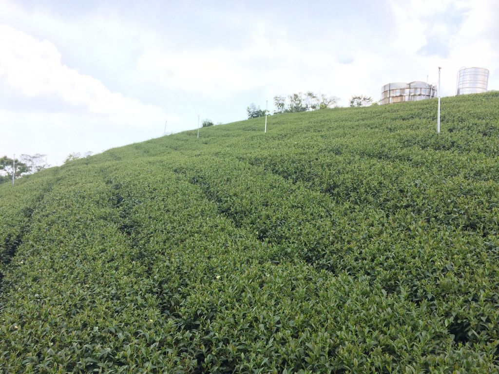 180408-樟腦寮-獨立山-大巃頂步道_306168