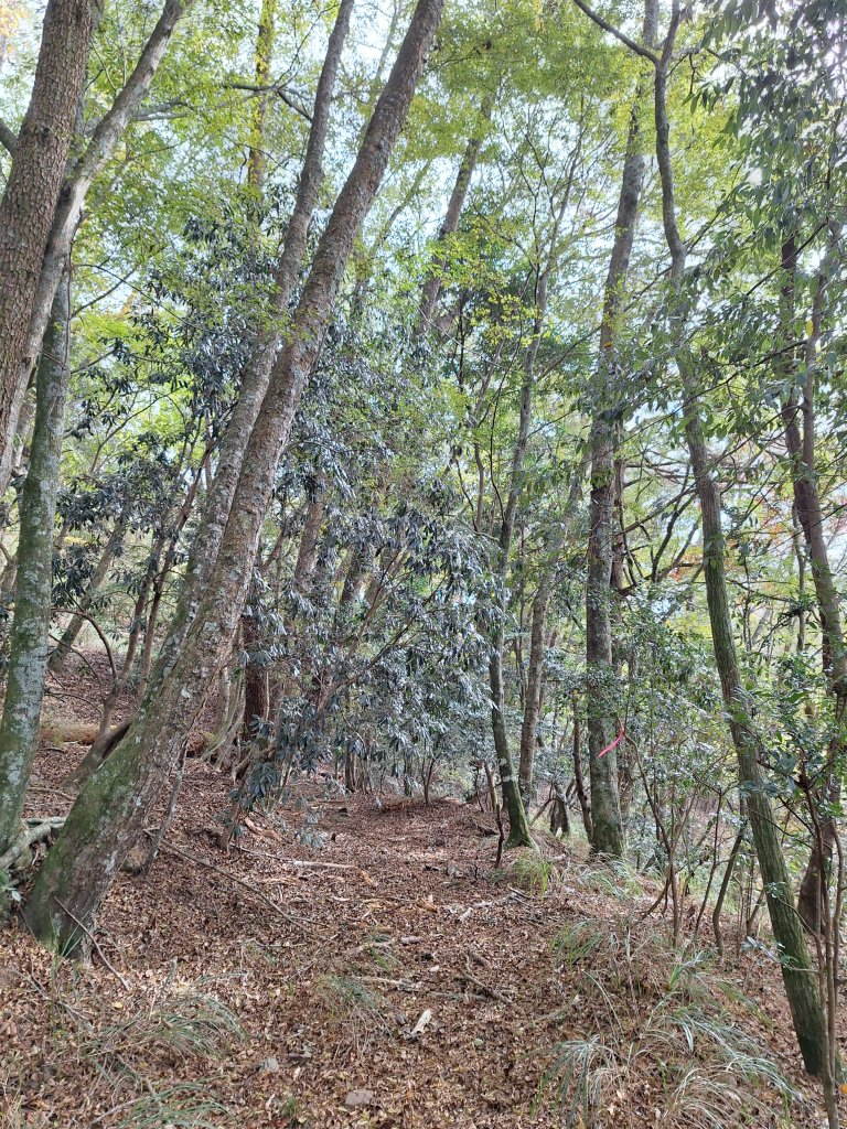 雪見駐在所+雪見山20251225_2971644