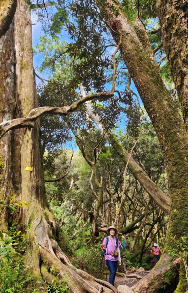 【中級山】是誰，在森林裡施放了魔法與巫術，幽靈草，如此魅惑，魔幻森林塔曼山_2743697