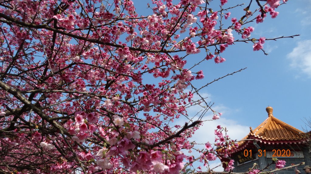 追花是簡單的快樂，賞花是恬淡的幸福3_819070