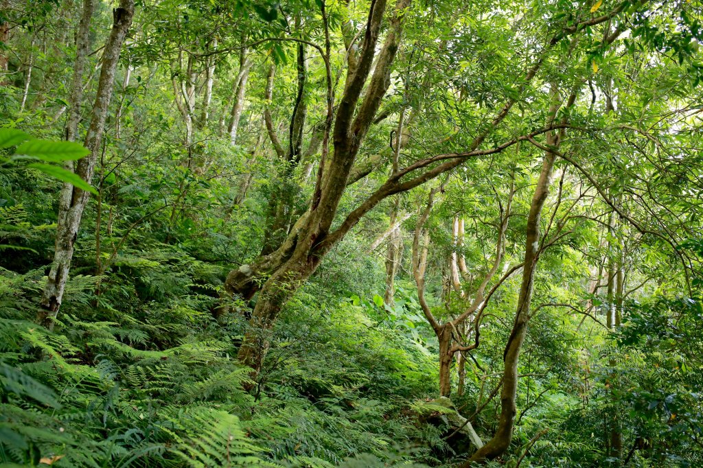 尖石鄉：貴妃山、石猴鞍部_656873