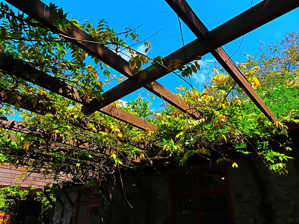 深秋武陵農場之旅（2）茶園步道_447703