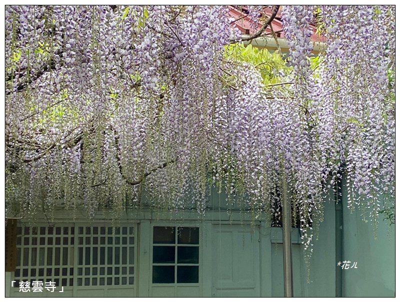 阿里山慈雲寺の紫藤_2782161
