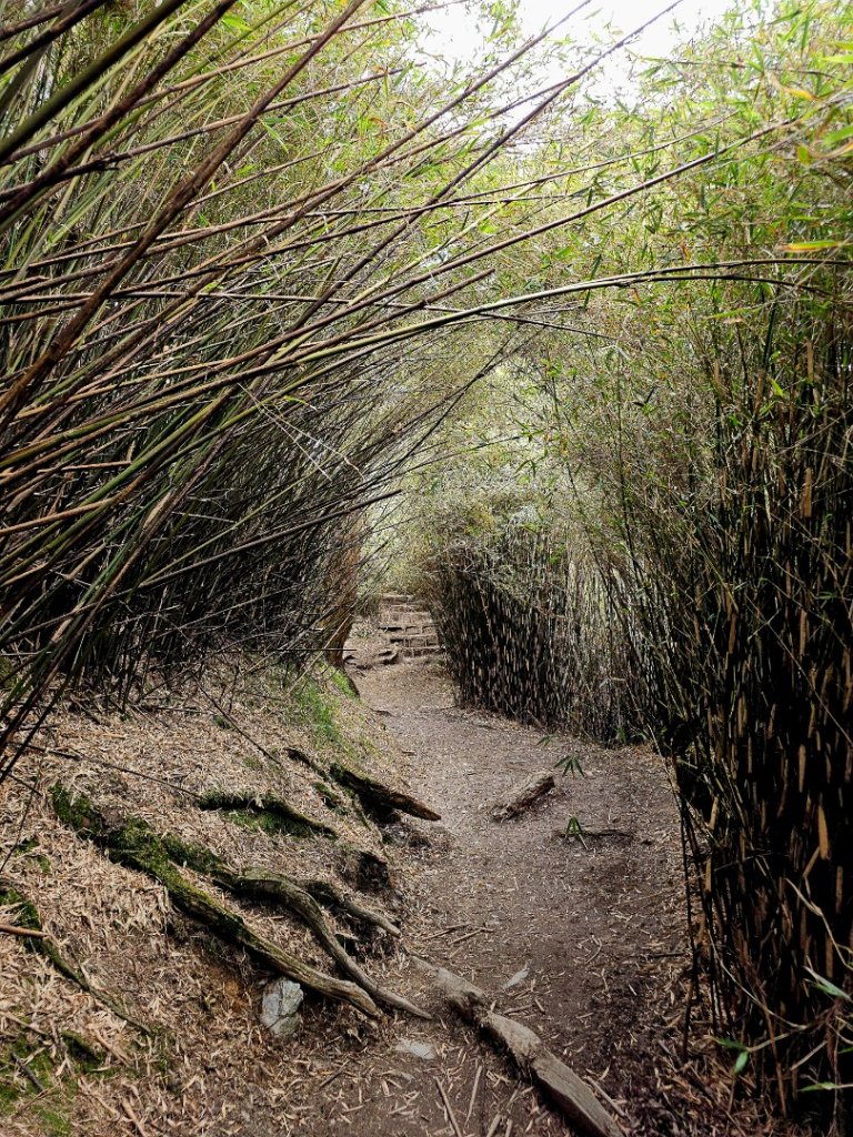 小奇萊步道-(南投)臺灣百大必訪步道_2795644