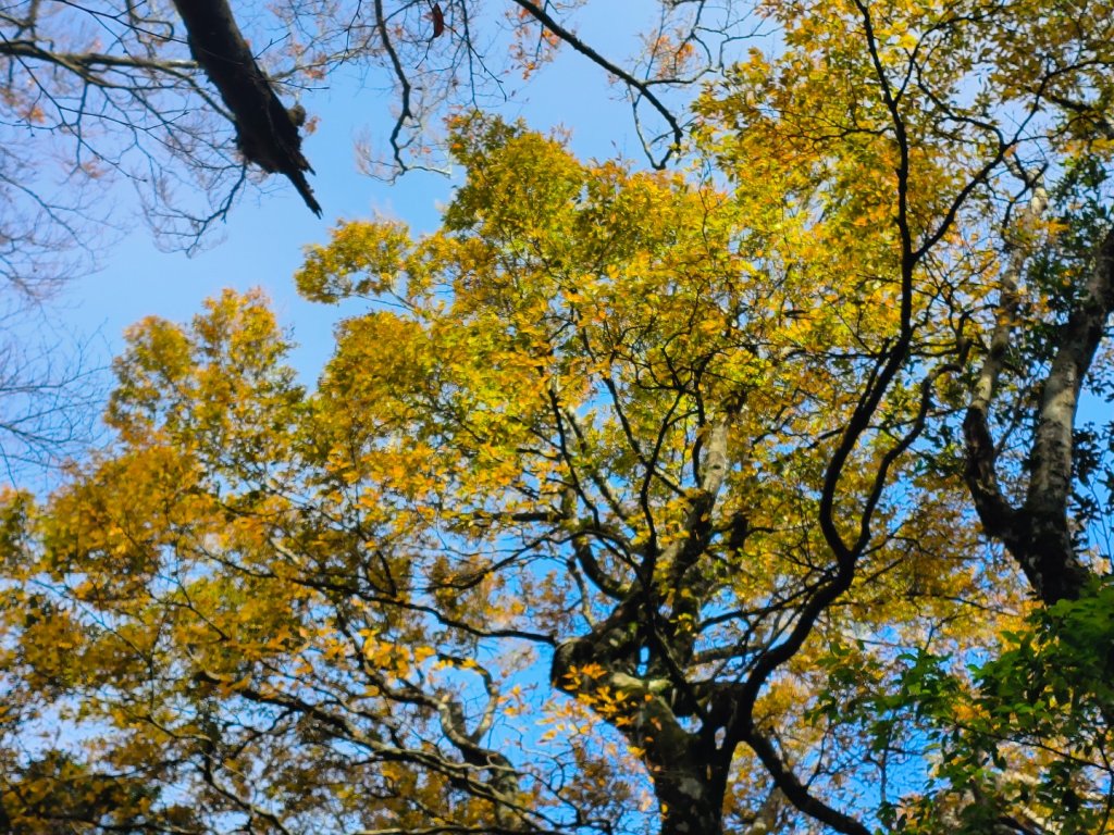 1121125 鳥嘴山縱走貴妃山_2363969