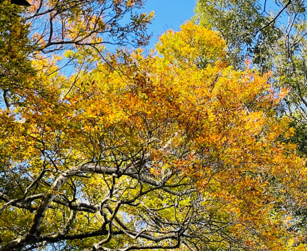 1101105內鳥嘴山.北得拉曼巨木封面圖