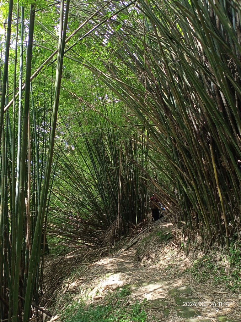 【發現陽明山】頂北投→陽峰古道→陽明山花鐘→陽明書屋→紫明溪步道→竹子湖海芋季_2463809