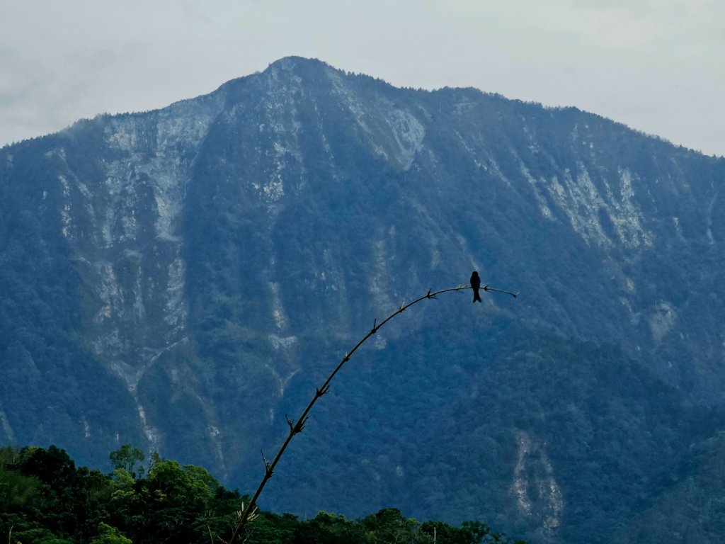初音山-小百岳#88-花蓮縣吉安鄉封面圖