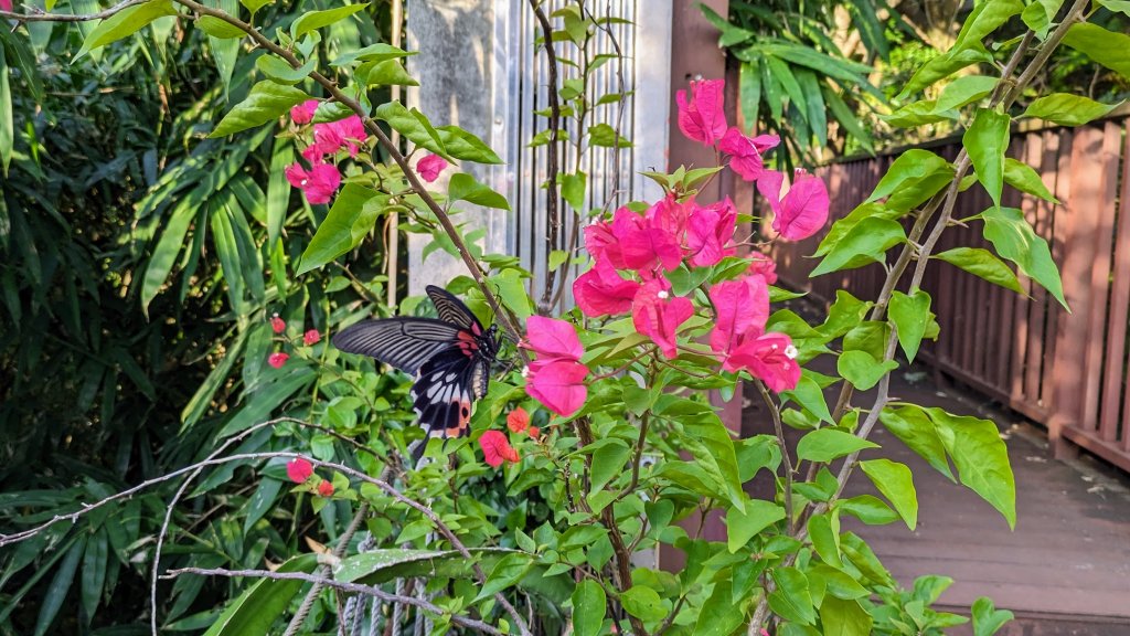 防空洞,基隆塔,槓子寮,原民文化會館_2369173