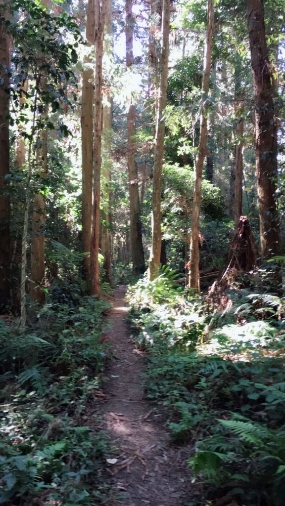 丸田砲台遺址步道_230589