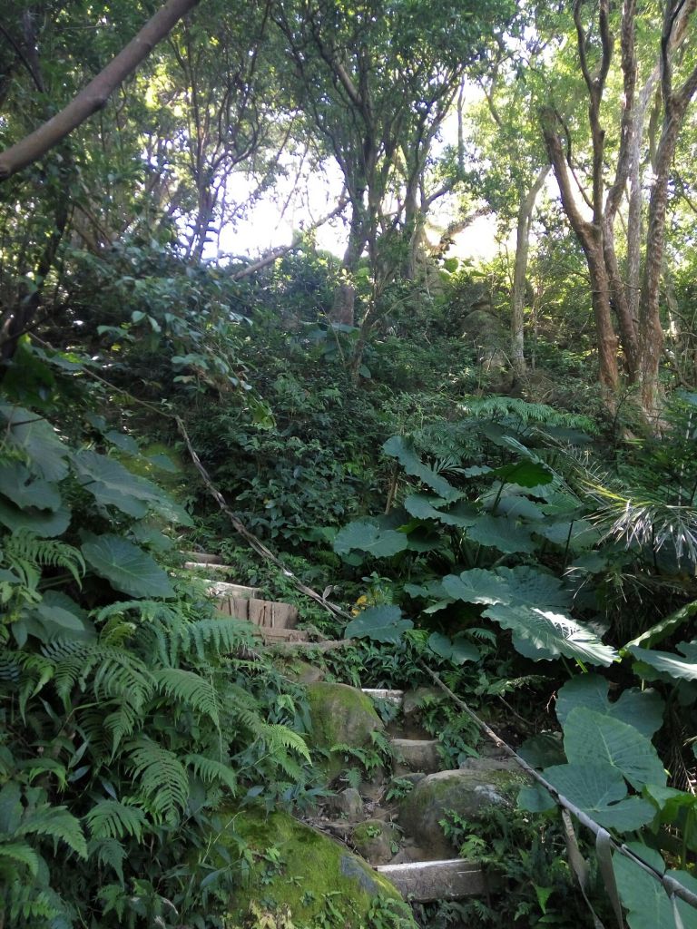 105.09.24 三峽-鳶山步道_190832