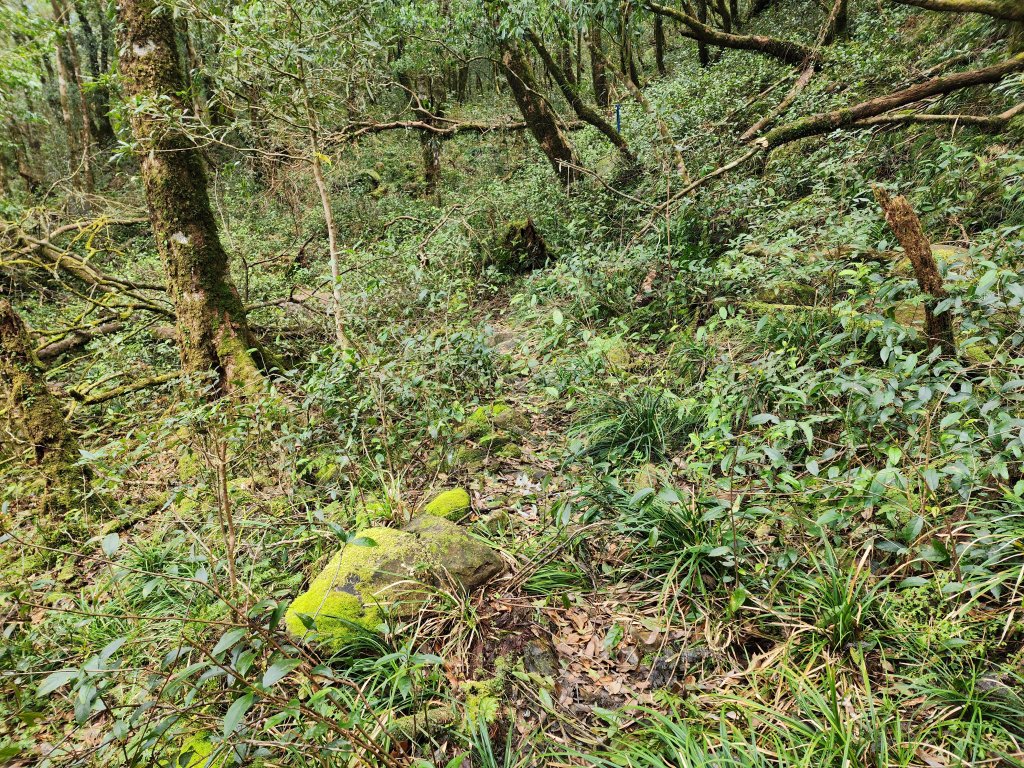 20250302樂佩山_2754741