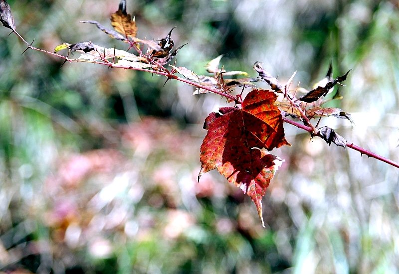 山風15度C吹拂 ~ 合歡溪 步道_1551762