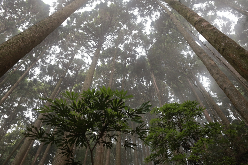 加里山：鹿場登山口_77841