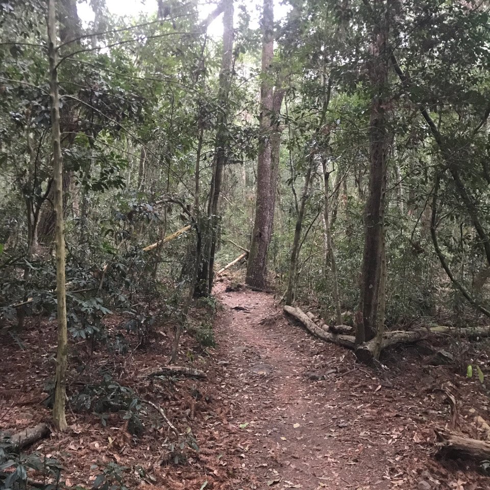 谷關七雄 馬崙山（老二）2023.03.04_2051369