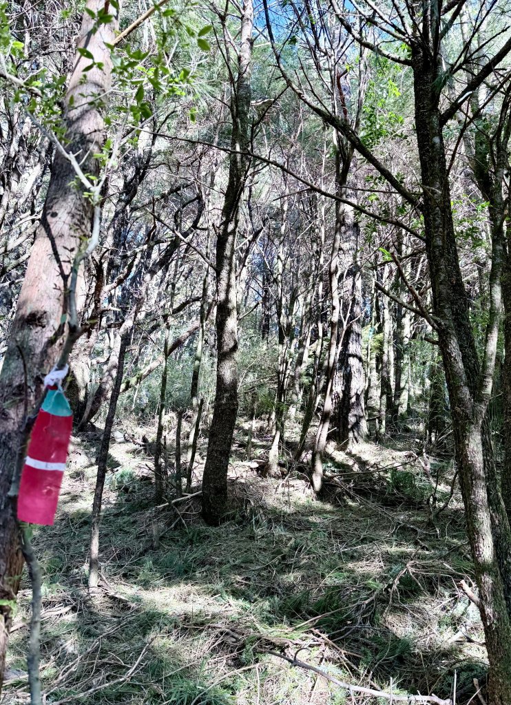 南投仁愛鄉基石巡禮-櫻櫻峰東北峰.清境山.岬山.關頭山北峰  2024.11.11_2651694