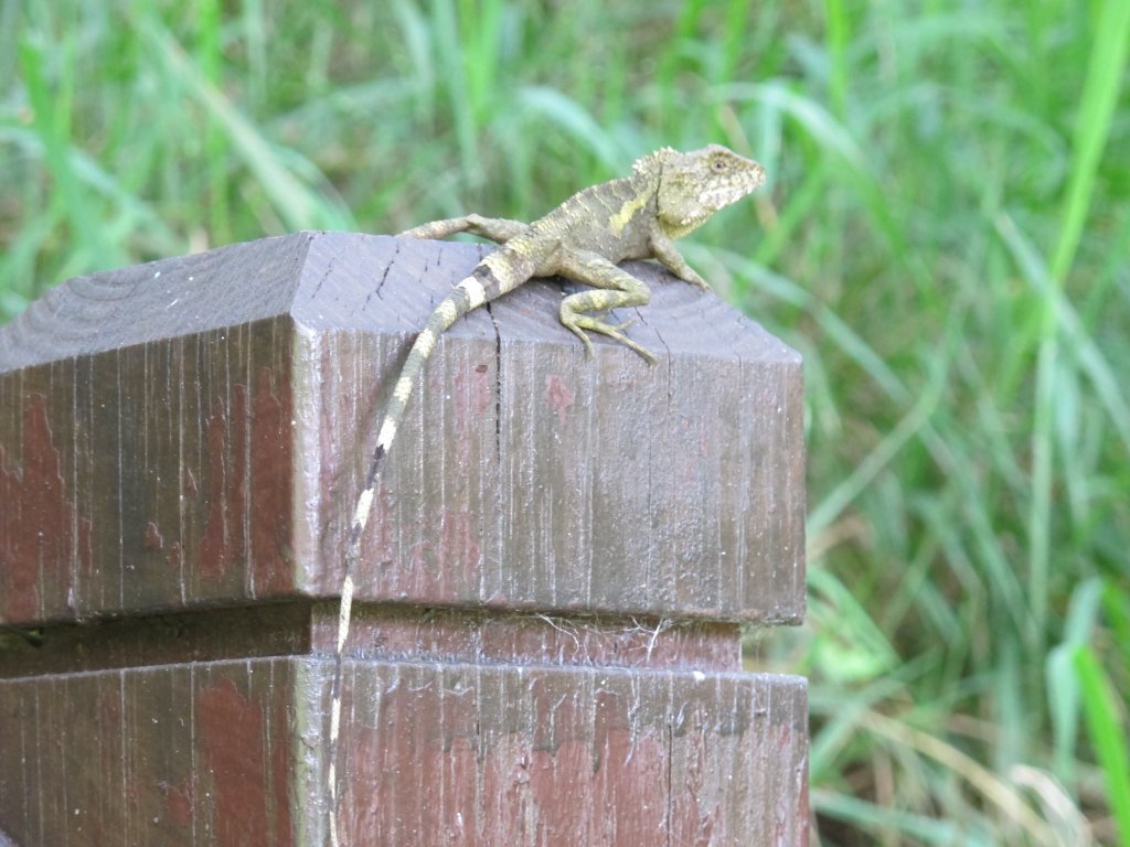 2019-07-25 竹坑-南寮登山步道_635991