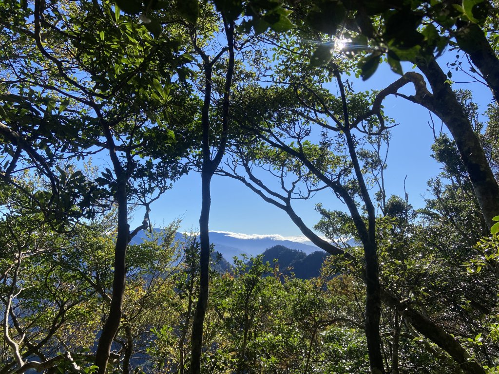 114.11.16 北得拉曼追黃金山毛櫸_2937876