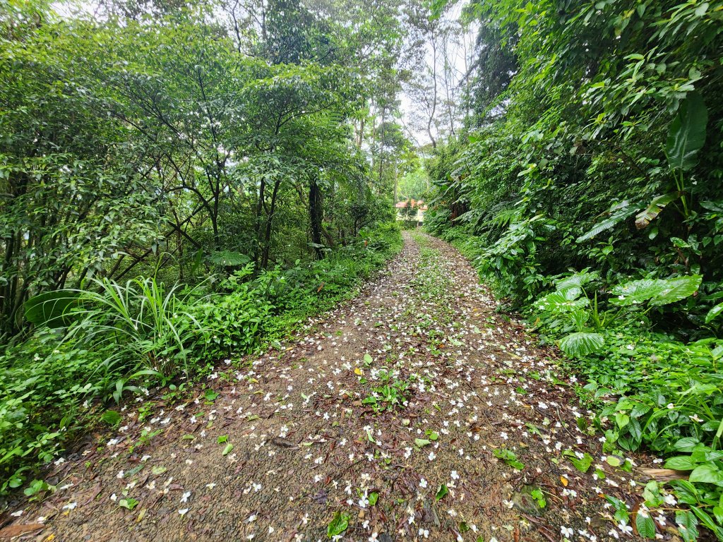 20250427大山背山田寮山毬子山騎龍山_2933638