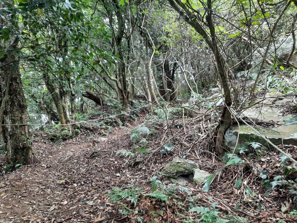 騰龍山 橫龍山北峰 橫龍山 O型_1205378